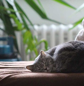 faire vivre un chat d'extérieur à l'intérieur