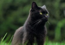 chat noir qui porte malheur