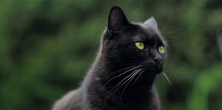 chat noir qui porte malheur