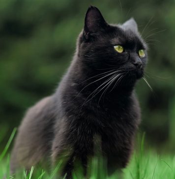 chat noir qui porte malheur