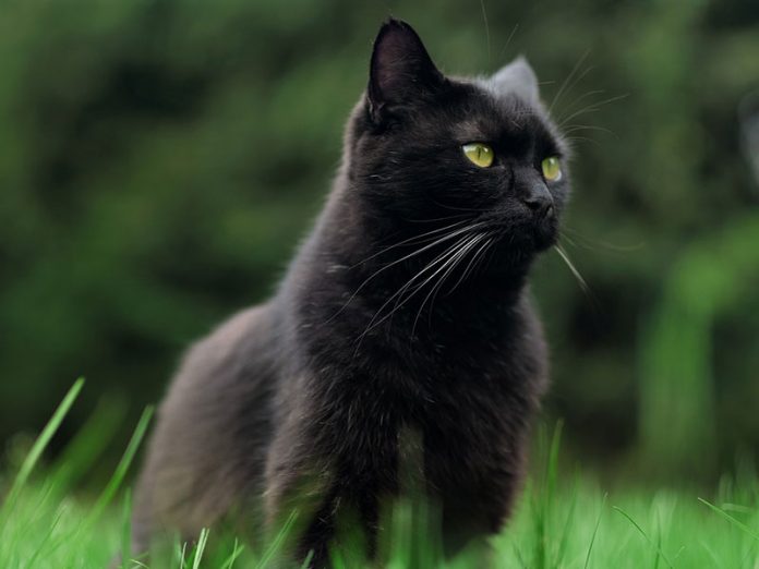 chat noir qui porte malheur