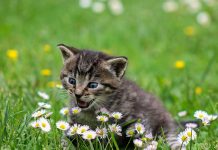 habituer son chaton à aller dehors