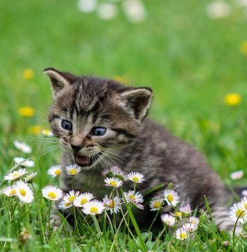 habituer son chaton à aller dehors