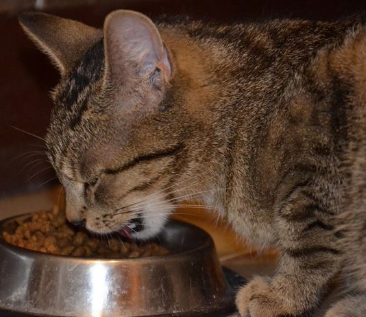 choisir les croquettes de son chat