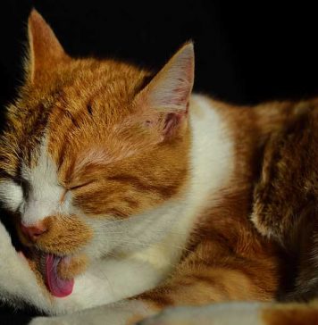 comment laver un chat