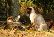 gérer un conflit entre chats