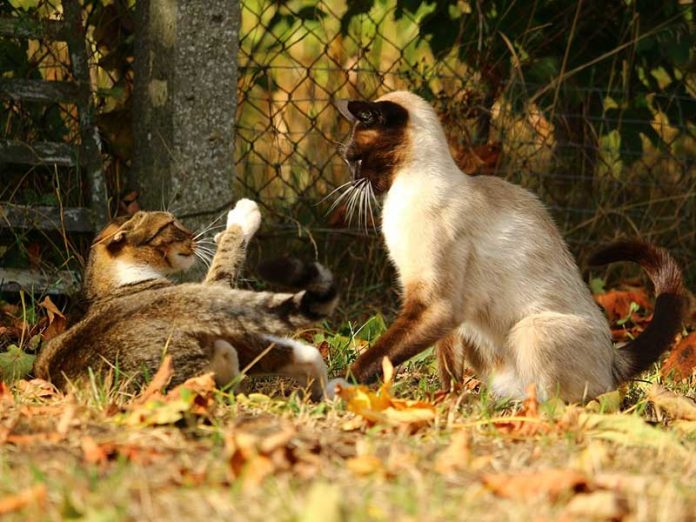 gérer un conflit entre chats