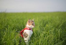 habituer son chat au harnais