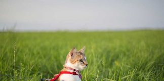 habituer son chat au harnais