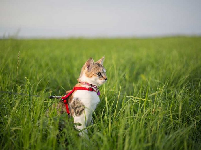 habituer son chat au harnais