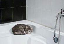 laver un chat qui a peur de l'eau