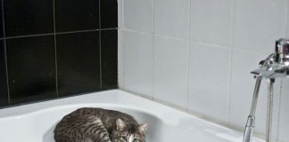 laver un chat qui a peur de l'eau