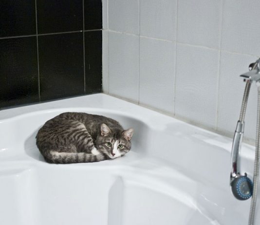 laver un chat qui a peur de l'eau