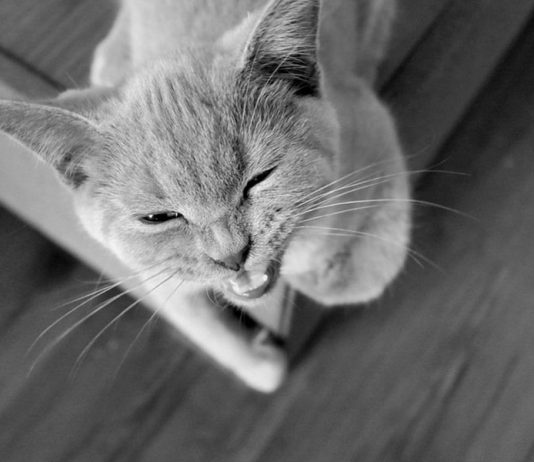 mon chat se venge