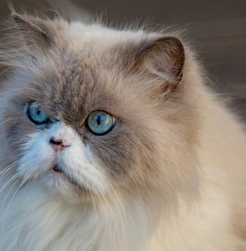 mue chez le chat