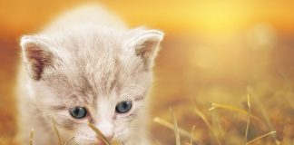 alimentation chaton non sevré