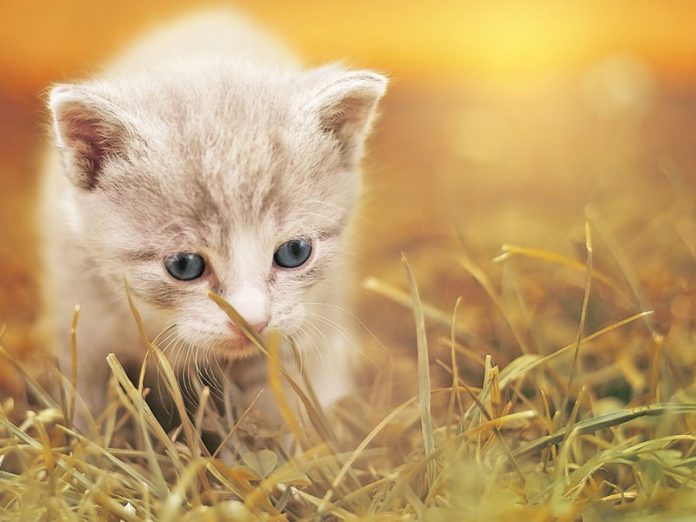 alimentation chaton non sevré