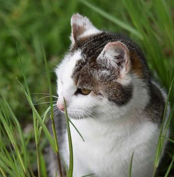 mon chat mange de l'herbe
