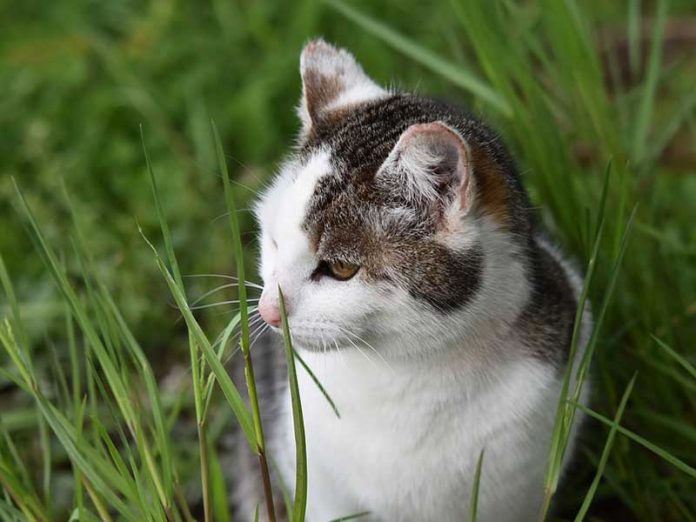 mon chat mange de l'herbe