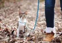 habituer son chat à la laisse