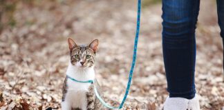 habituer son chat à la laisse