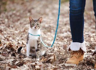 habituer son chat à la laisse