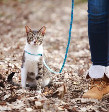 habituer son chat à la laisse