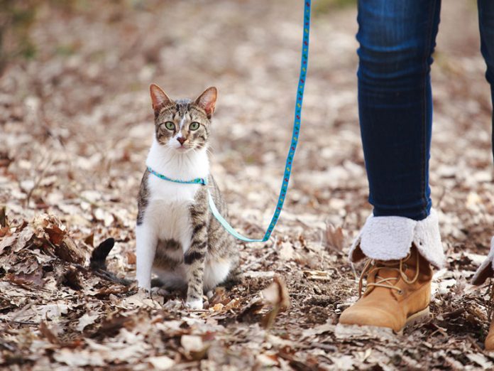 habituer son chat à la laisse