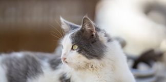 prendre soin de la santé de son chat