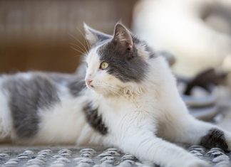 prendre soin de la santé de son chat