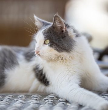 prendre soin de la santé de son chat