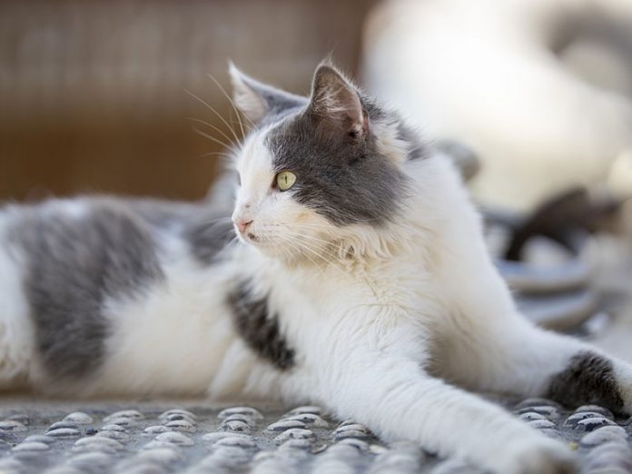 prendre soin de la santé de son chat