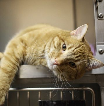 tarif veterinaire chat