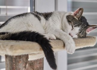 choisir un arbre à chat