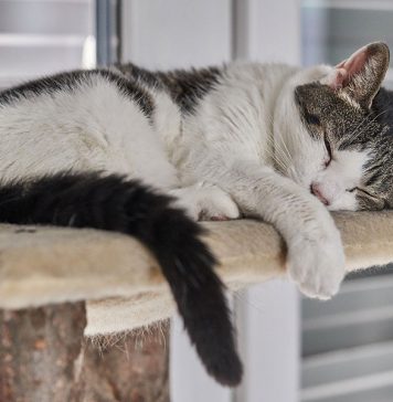 choisir un arbre à chat