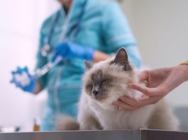 prix d'une mutuelle chat
