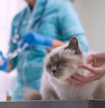 prix d'une mutuelle chat