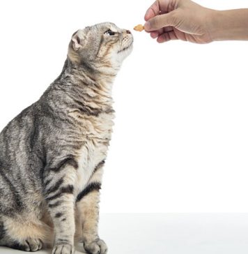 nourriture pour chat