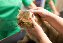 Mon Chat Vomit Du Sang Eurochats