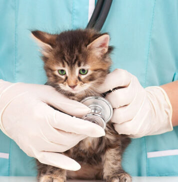 importance d'assurer son chat